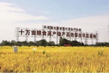 简阳关于成都商务伴游外围雇用的信息